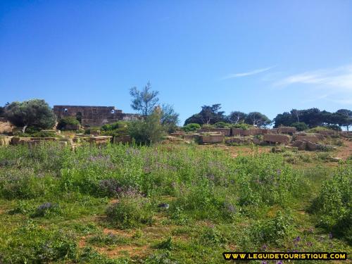 Nécropole de Tipaza